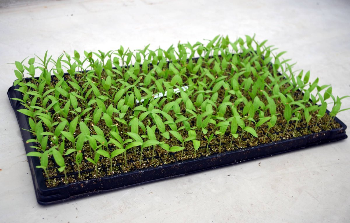 Super Seedling / Sämlinge Jahnataler Jungpflanzen