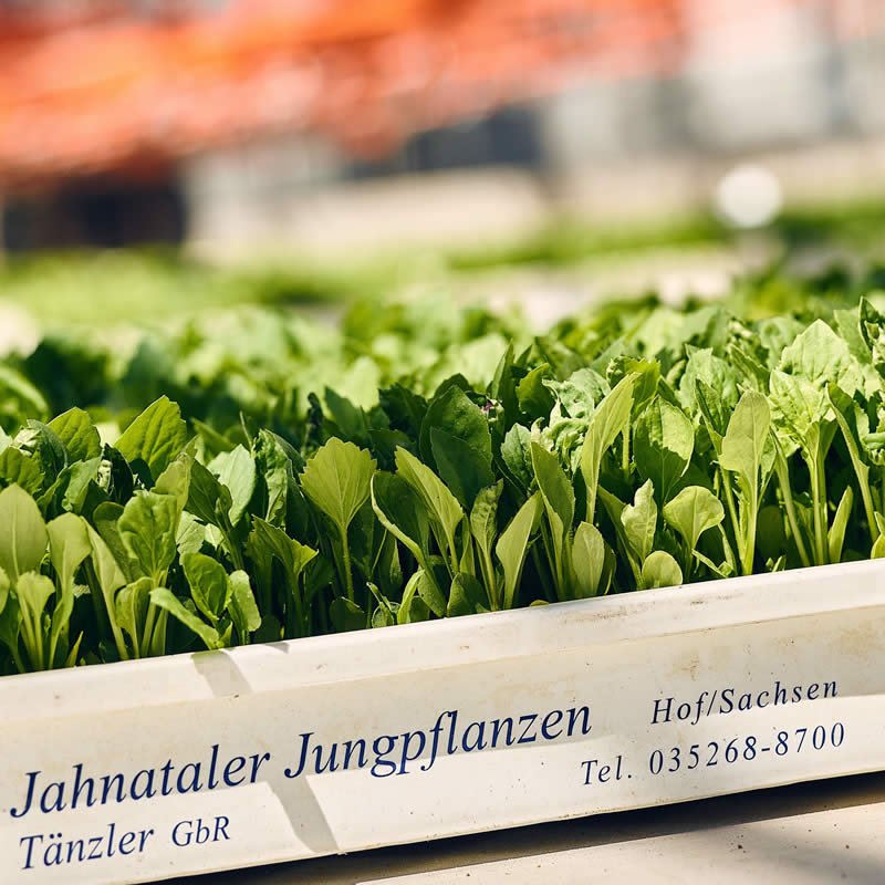 Zierpflanzen Jahnataler Jungpflanzen